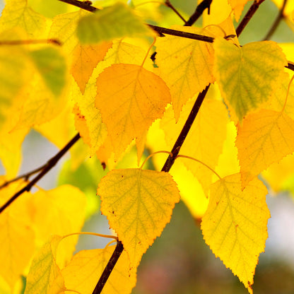 Betula platyphylla 'Fargo' - Dakota Pinnacle® – Bouleau Dakota Pinnacle®