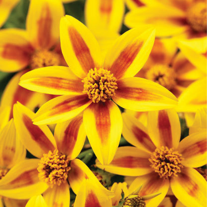 Stellar Orange Star Bidens