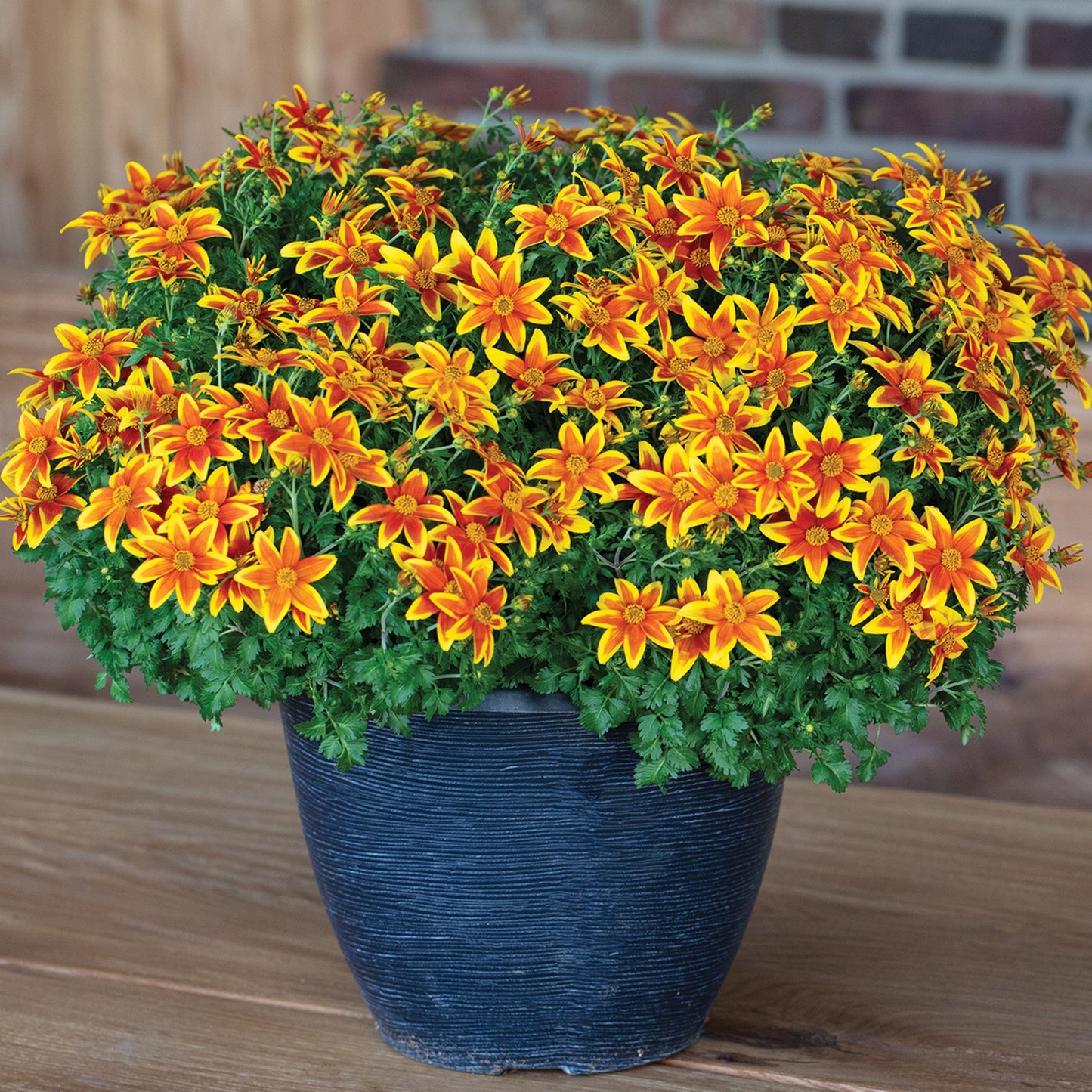 Bidens Stellar Orange Star