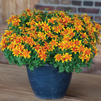 Stellar Orange Star Bidens