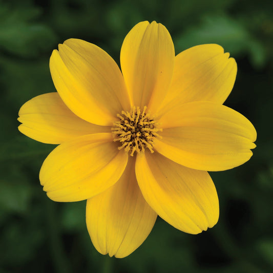 TIMELESS™ GOLDEN EMPIRE™ Bidens