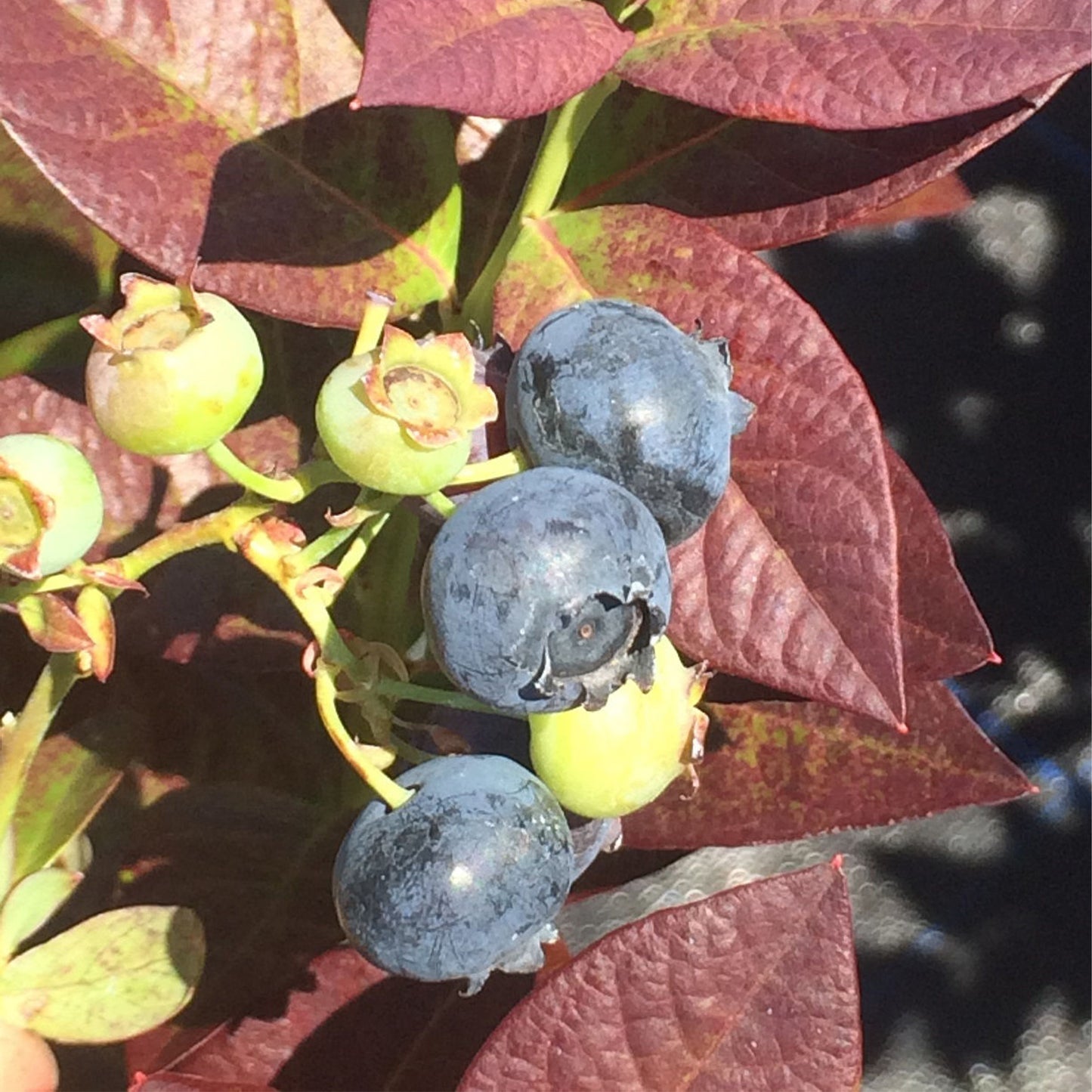 CABERNET SPLASH™ Blueberry