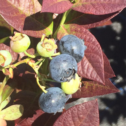 Bleuet CABERNET SPLASH™