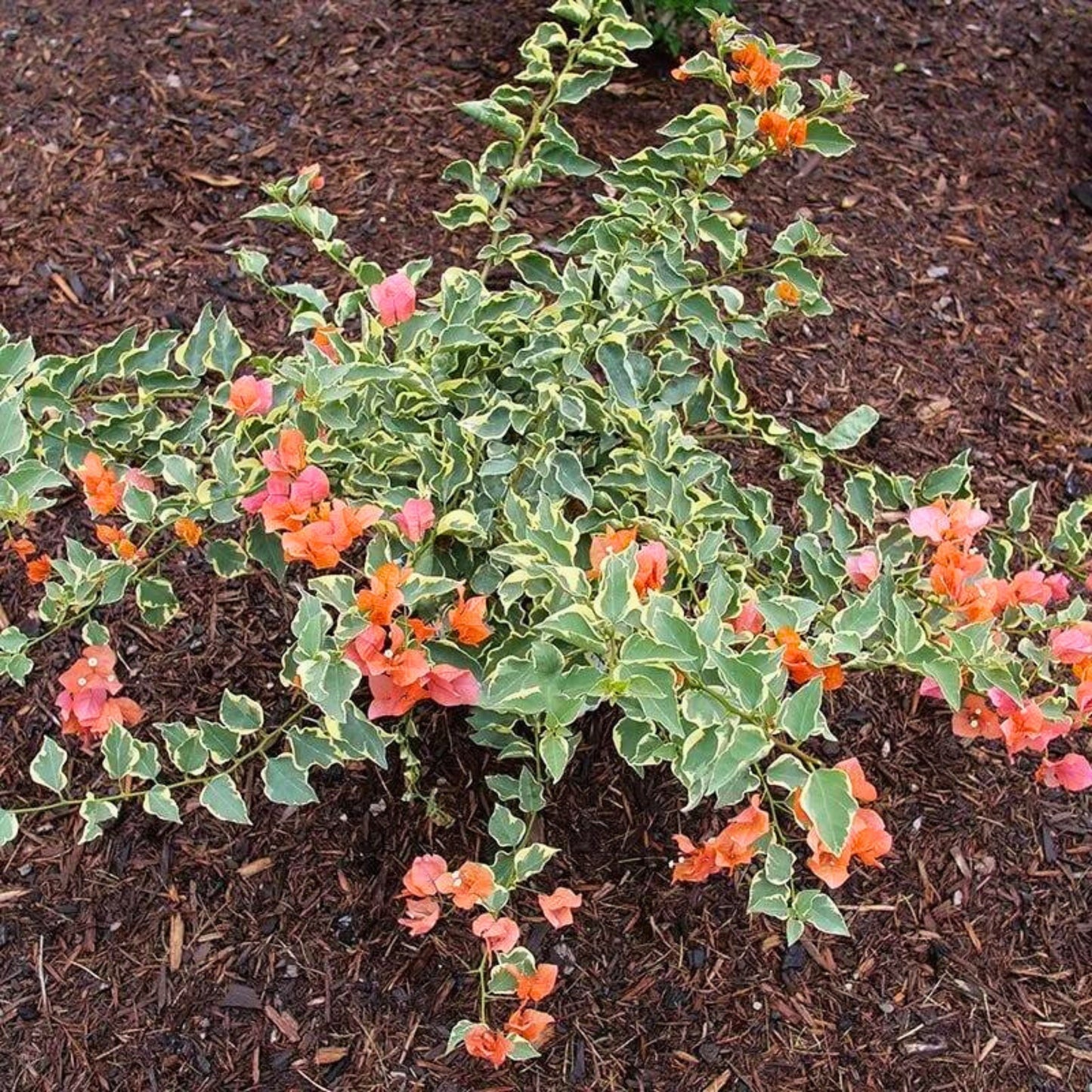 Bambino Variegated Orange' Bougainvillea