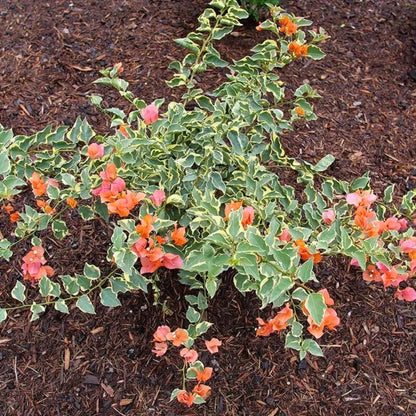 Bambino Variegated Orange' Bougainvillea