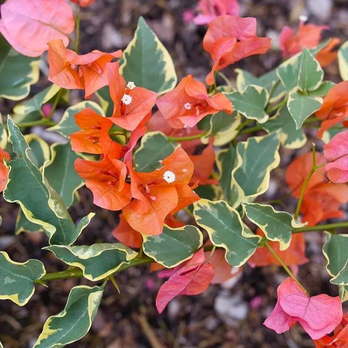 Bambino Variegated Orange' Bougainvillea