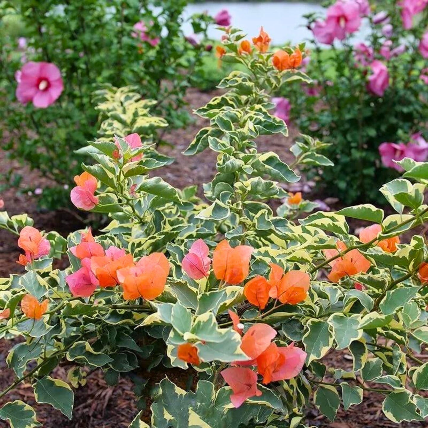 Bambino Variegated Orange' Bougainvillea