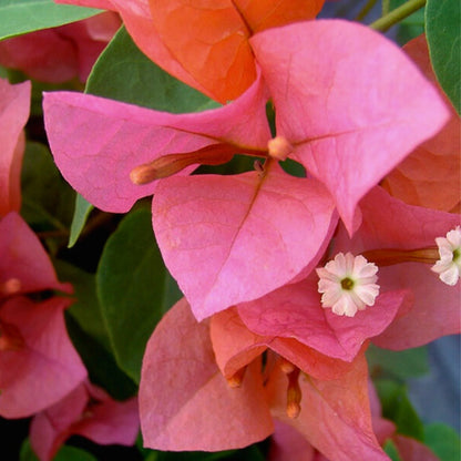 Bougainvillea Plant