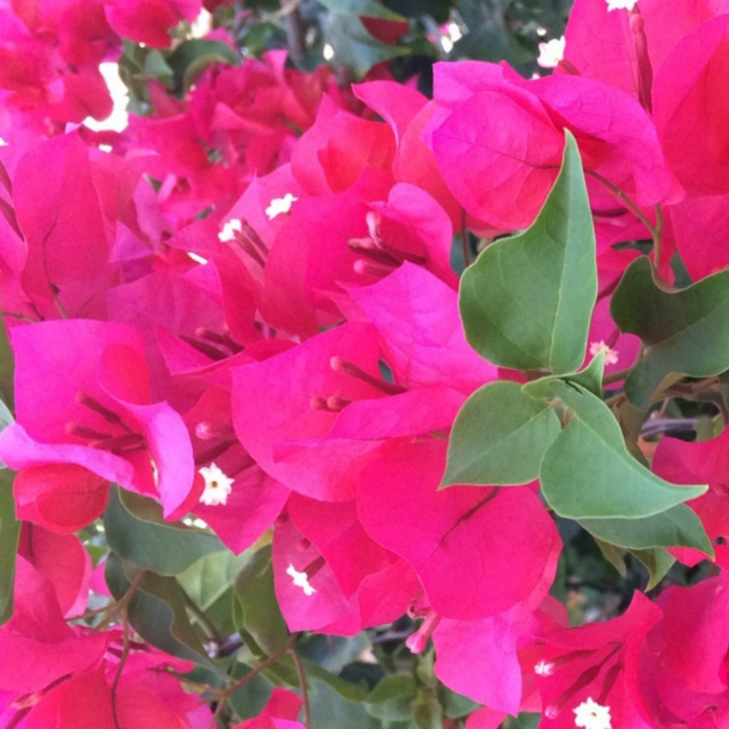 Bougainvillea Plant