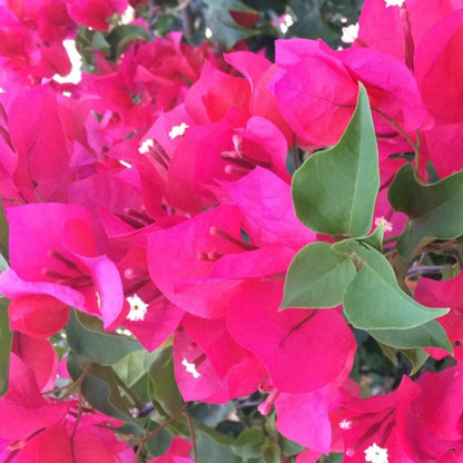 Bougainvillea Plant