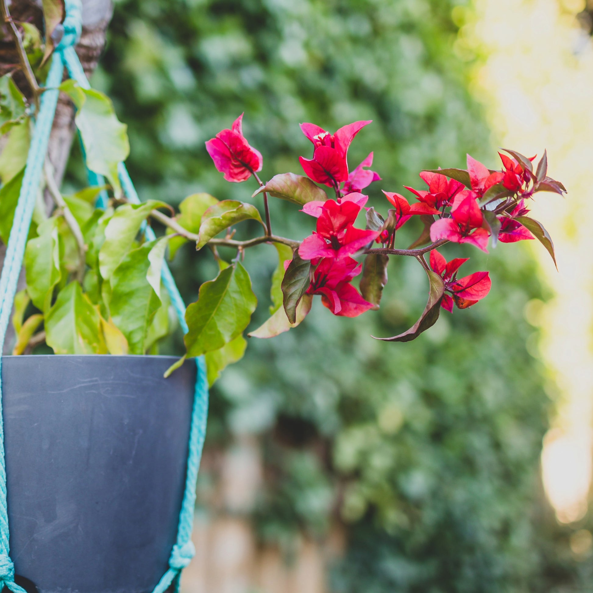 bougainvillea plant indoor or outdoor Bougainvillea Plant – Jardineries Botanix