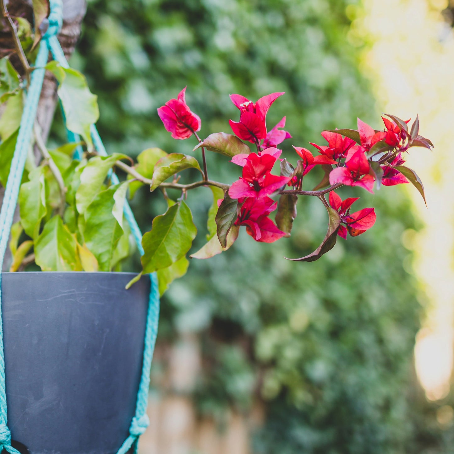 Bougainvillea Plant