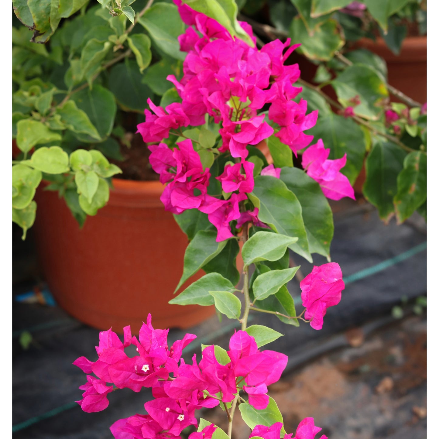 Bougainvillea Plant