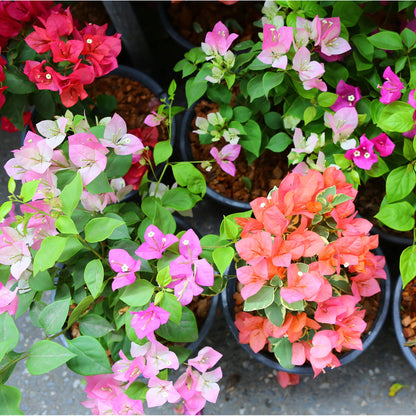 Bougainvillea Plant