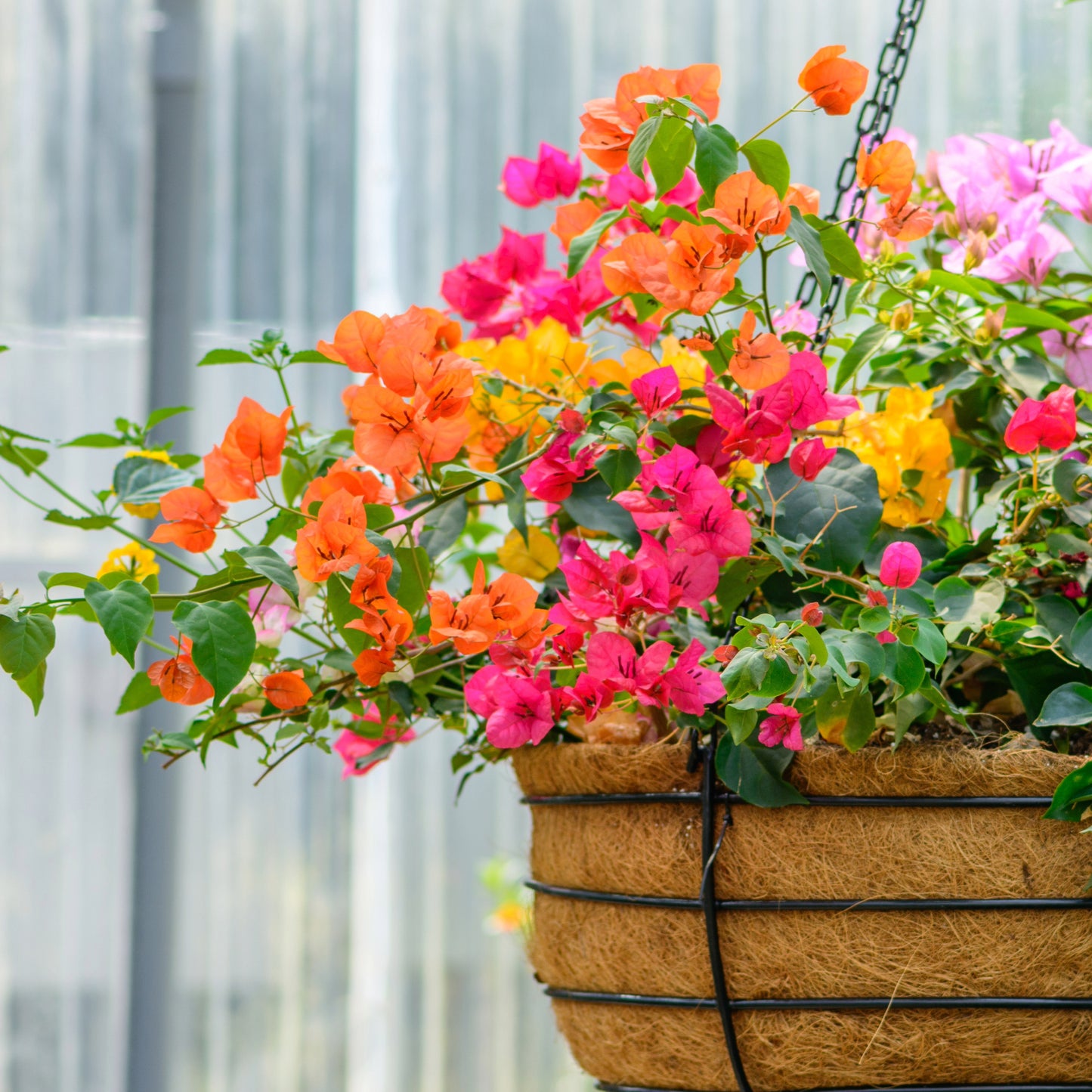 bougainvillea hanging basket plant Bougainvillea Plant – Jardineries Botanix