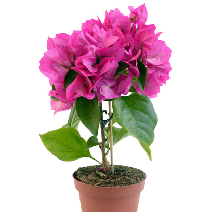 Bougainvillea Plant