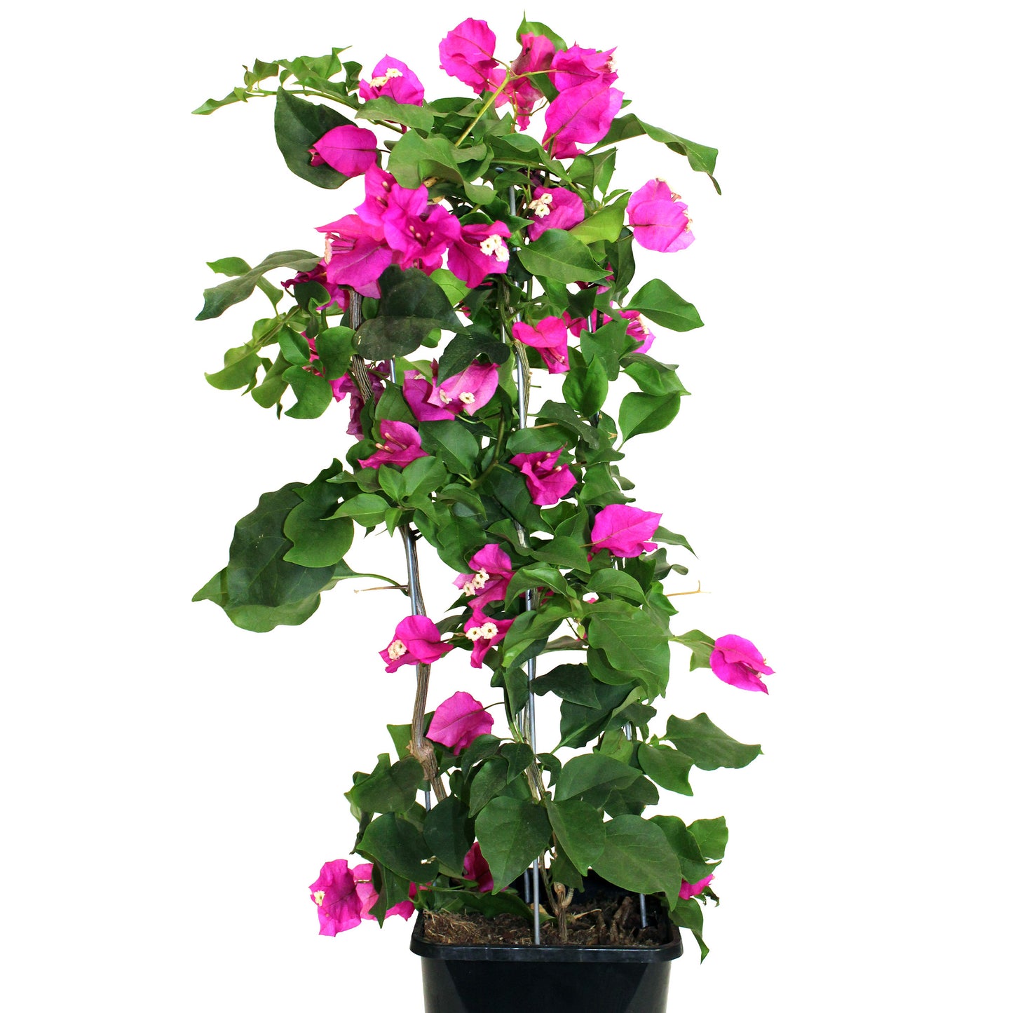 Bougainvillea Plant