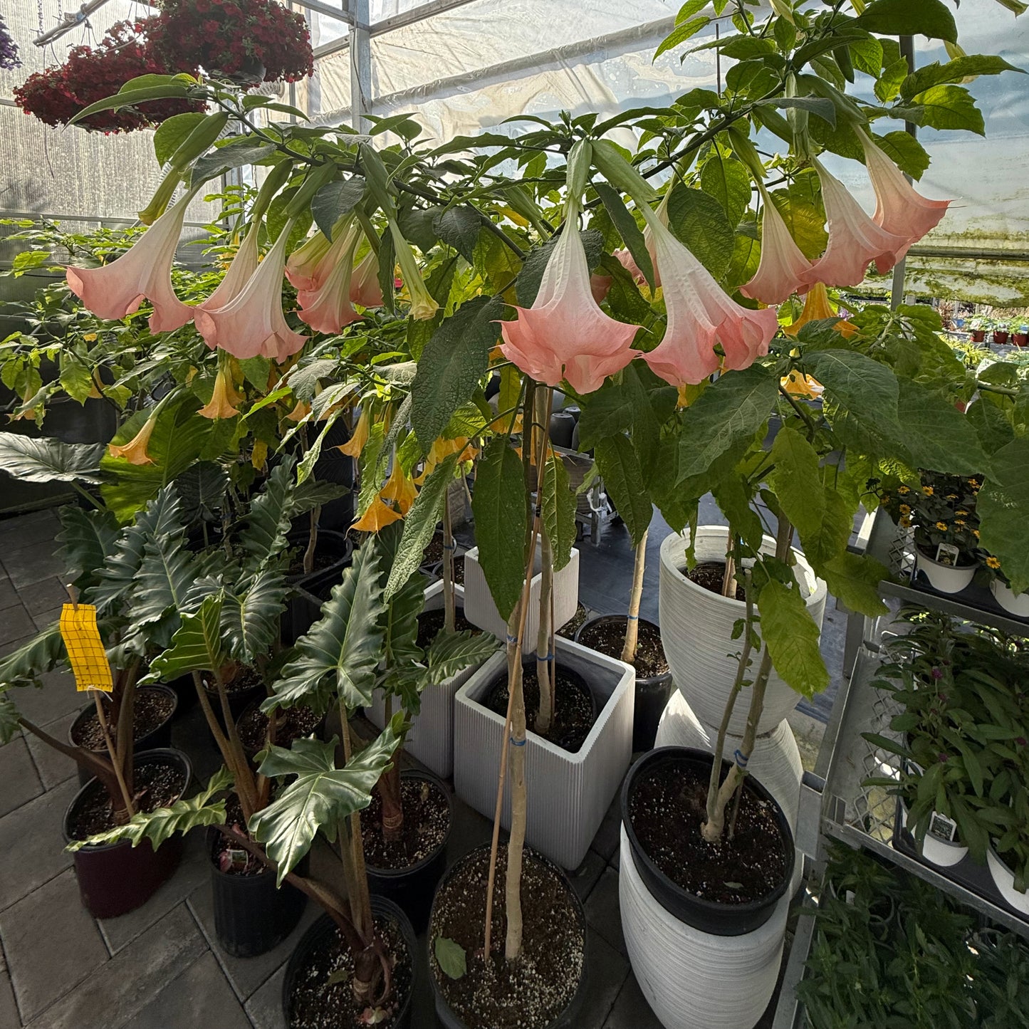 angel trumpet plant care indoors Brugmansia Tree Form – Angel's Trumpet