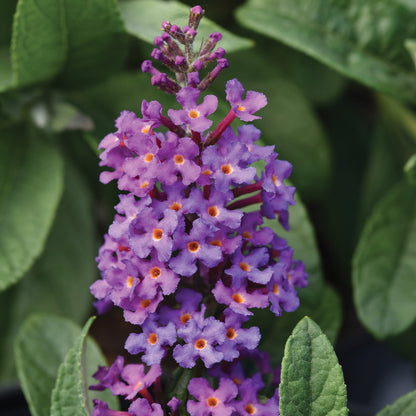 CHRYSALIS™ Blue Butterfly Bush