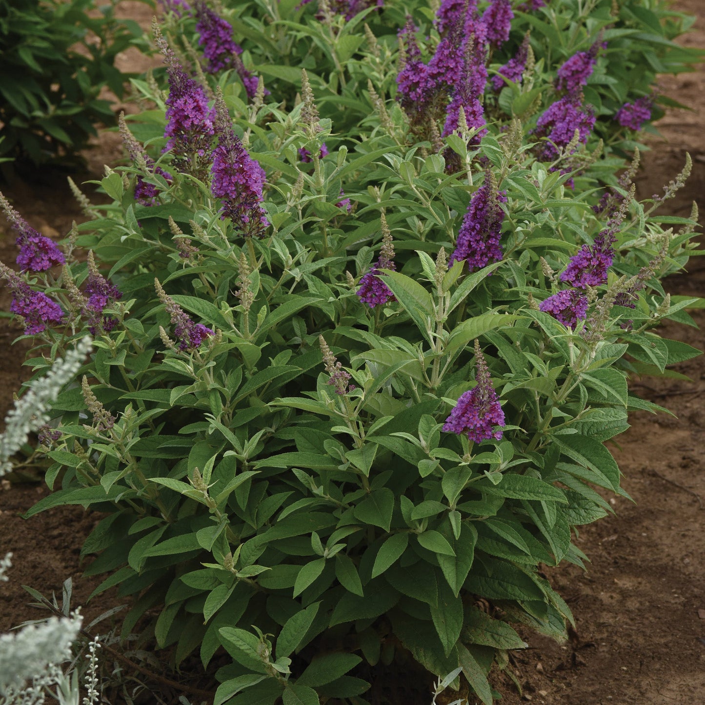 CHRYSALIS™ Blue Butterfly Bush