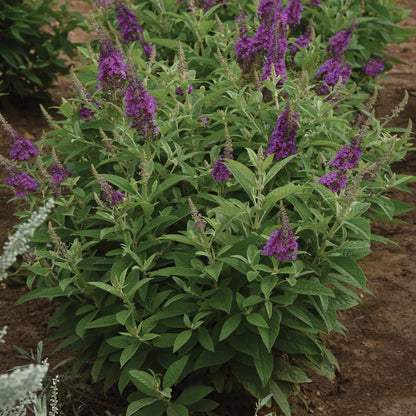 CHRYSALIS™ Blue Butterfly Bush