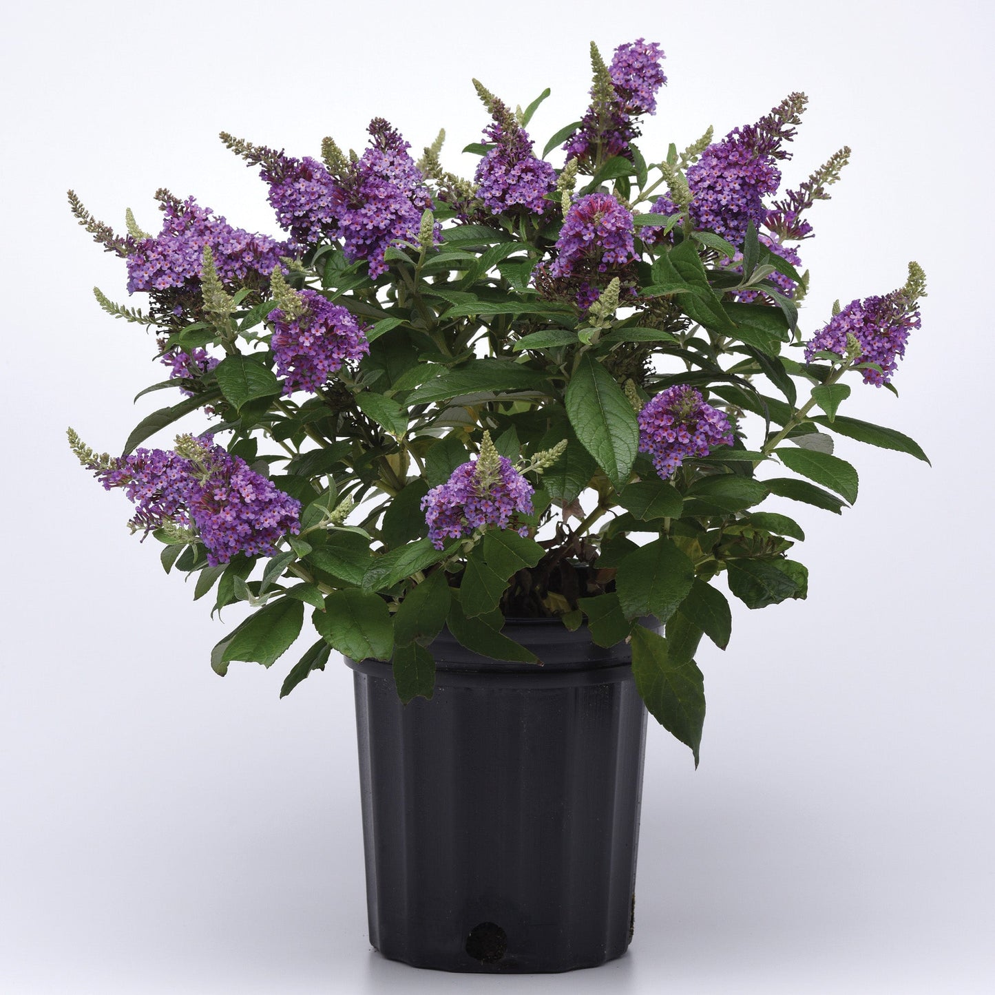 CHRYSALIS™ Blue Butterfly Bush