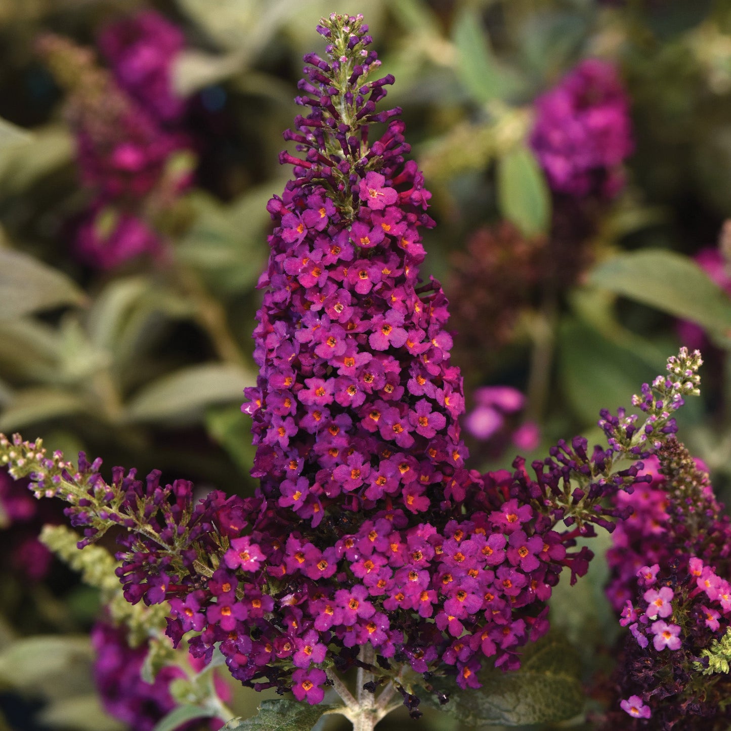 Butterfly Bush - Chrysalis Cranberry