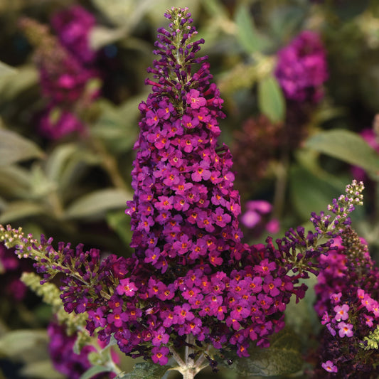 CHRYSALIS™ Cranberry Butterfly Bush