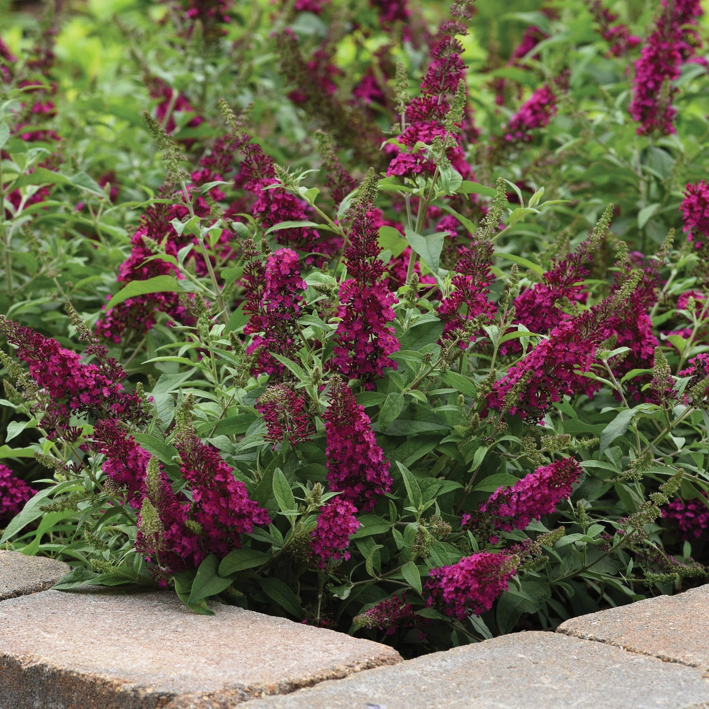 CHRYSALIS™ Cranberry Butterfly Bush