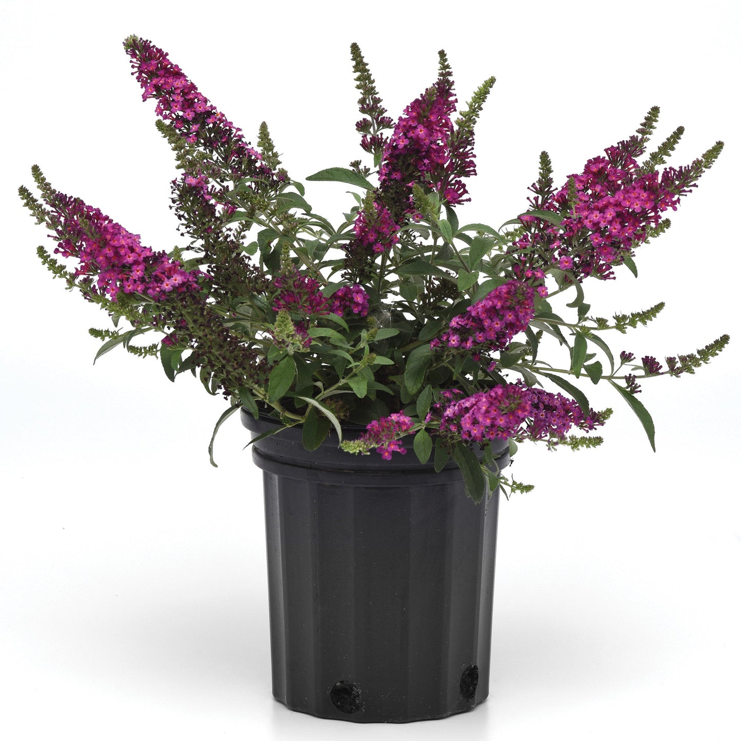 CHRYSALIS™ Cranberry Butterfly Bush