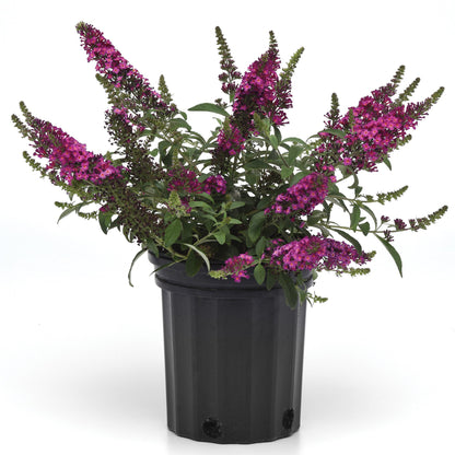 CHRYSALIS™ Cranberry Butterfly Bush