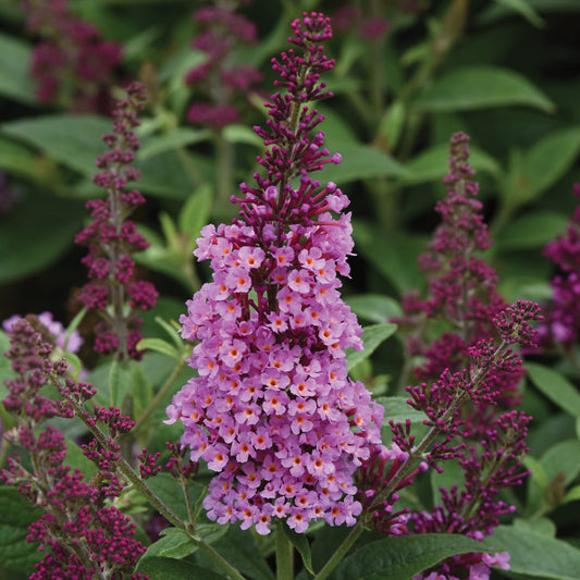 CHRYSALIS™ Pink Butterfly Bush