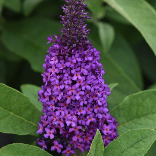 Arbuste à papillons CHRYSALIS™ Purple