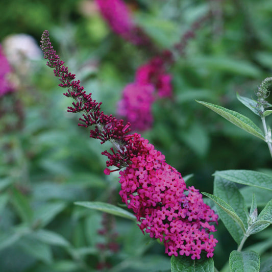 Miss Molly' Butterfly Bush