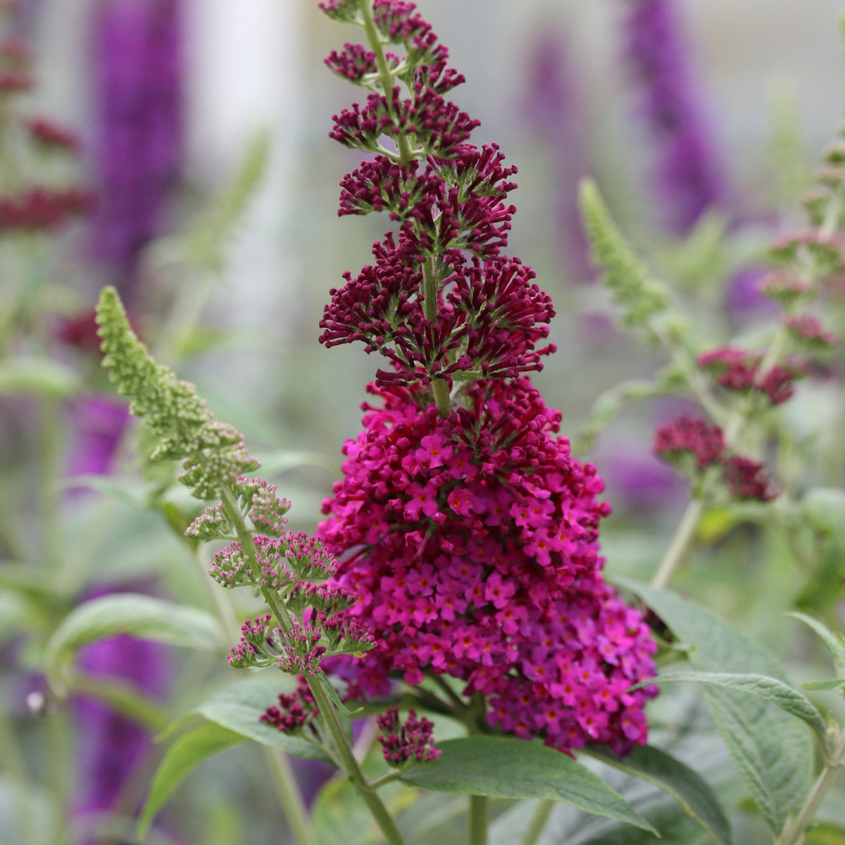 Arbuste à papillons 'Miss Ruby' – Jardineries Botanix