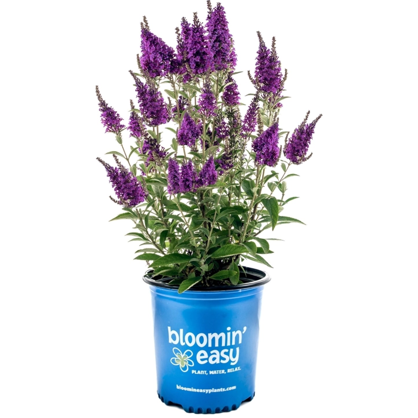 Buddleia x Birthday Cake™ – Birthday Cake™ Butterfly Bush