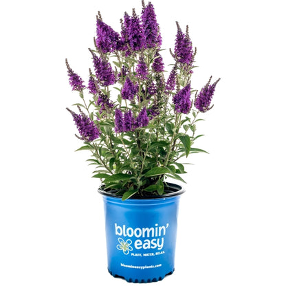 Buddleia x Birthday Cake™ – Birthday Cake™ Butterfly Bush