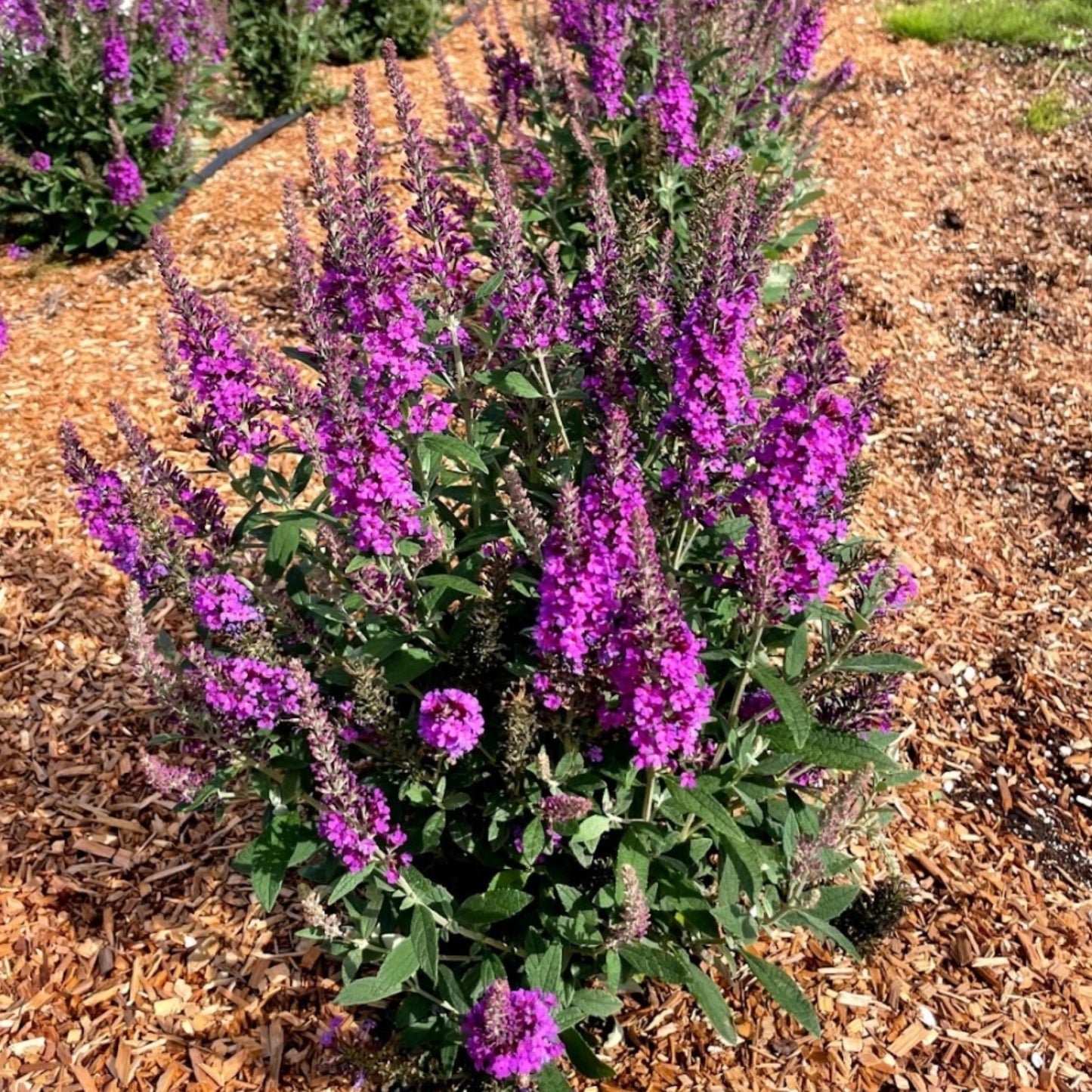 Buddleia x Birthday Cake™ – Birthday Cake™ Butterfly Bush