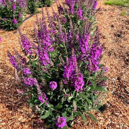 Buddleia x Birthday Cake™ – Birthday Cake™ Butterfly Bush