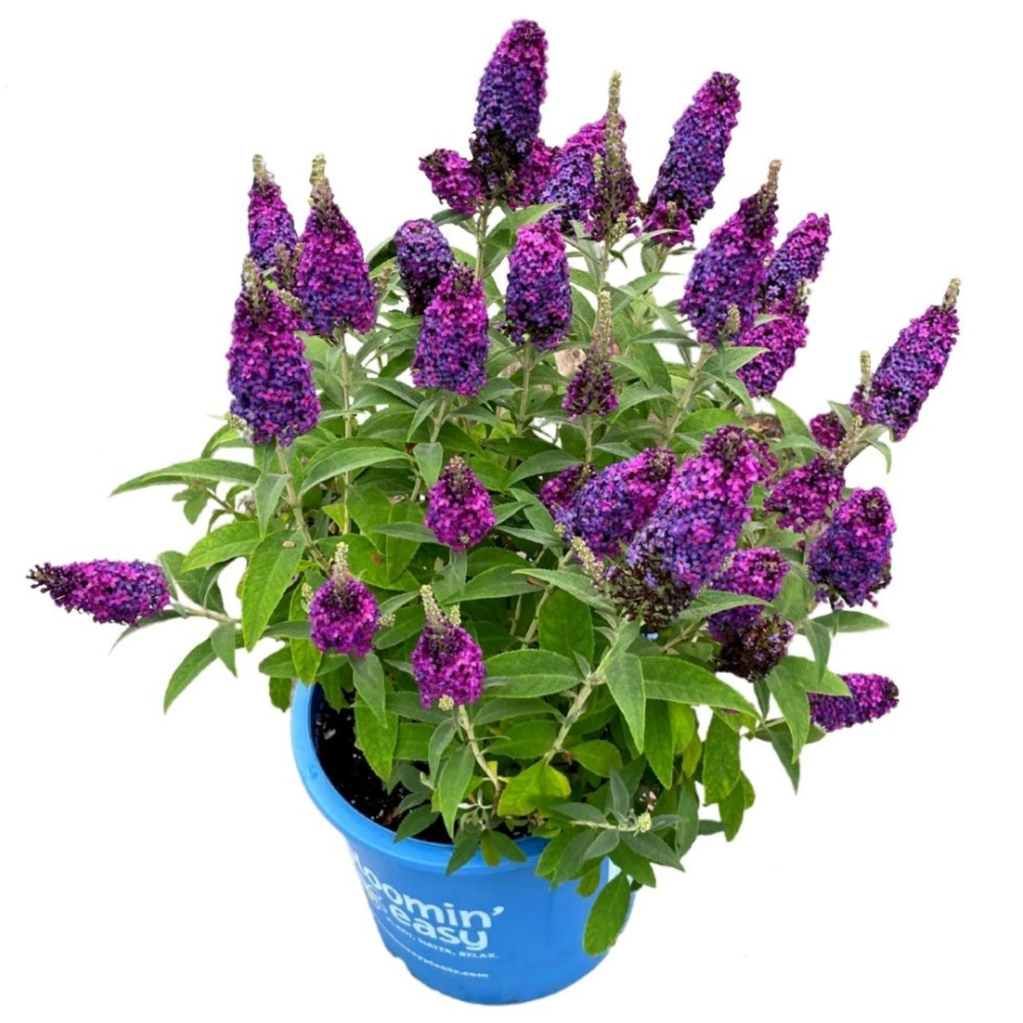 Buddleia x Birthday Cake™ – Birthday Cake™ Butterfly Bush