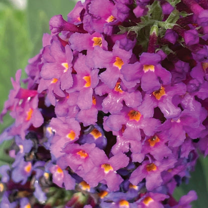 Buddleia x Birthday Cake™ – Birthday Cake™ Butterfly Bush