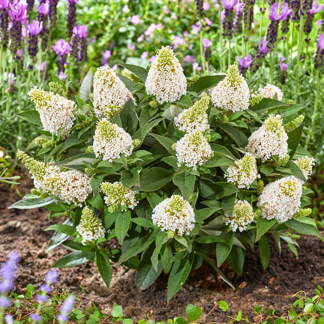 Buddleia davidii 'Little Rockstars White' – Arbre aux papillons 'Little Rockstars White'
