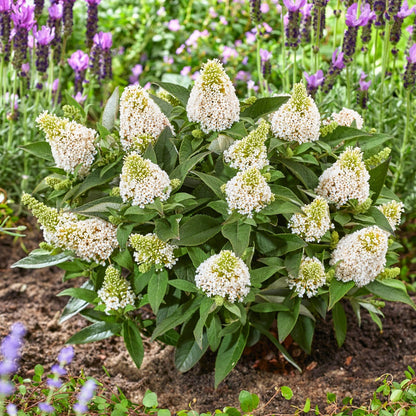 Buddleia davidii 'Little Rockstars White' – Arbre aux papillons 'Little Rockstars White'