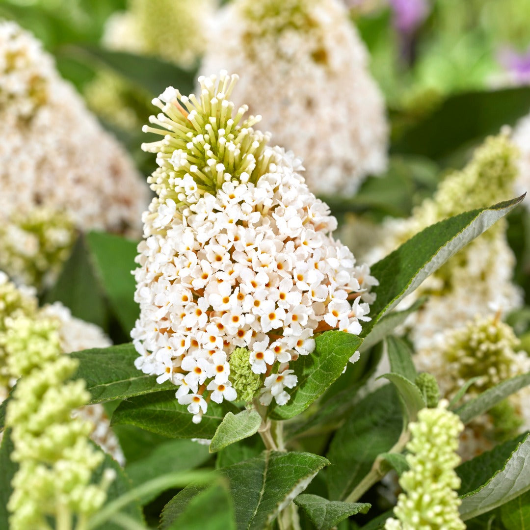 Buddleia davidii 'Little Rockstars White' – Arbre aux papillons 'Little Rockstars White'