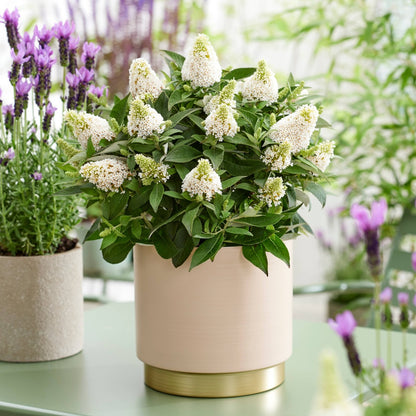 Buddleia davidii 'Little Rockstars White' – Arbre aux papillons 'Little Rockstars White'