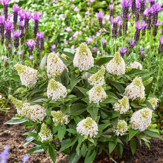 Buddleia davidii 'Little Rockstars White' – Arbre aux papillons 'Little Rockstars White'