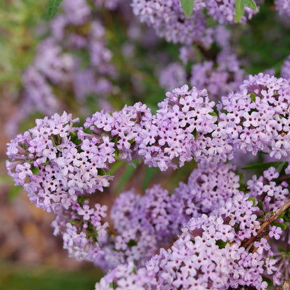 Buddleia alternifolia MOP TOP™ – Buddleia à feuilles alternes MOP TOP™