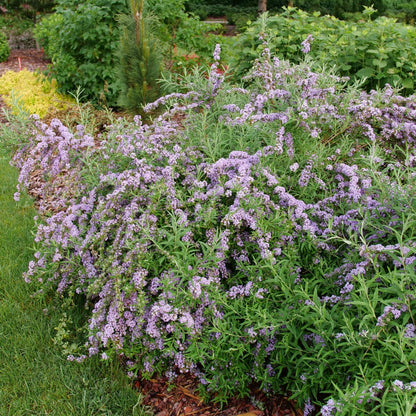 Buddleia alternifolia MOP TOP™ – Buddleia à feuilles alternes MOP TOP™