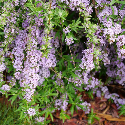 Buddleia alternifolia MOP TOP™ – Buddleia à feuilles alternes MOP TOP™