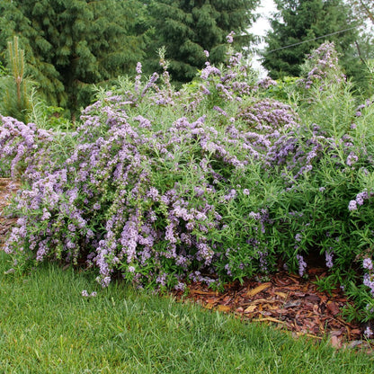 Buddleia alternifolia MOP TOP™ – Buddleia à feuilles alternes MOP TOP™